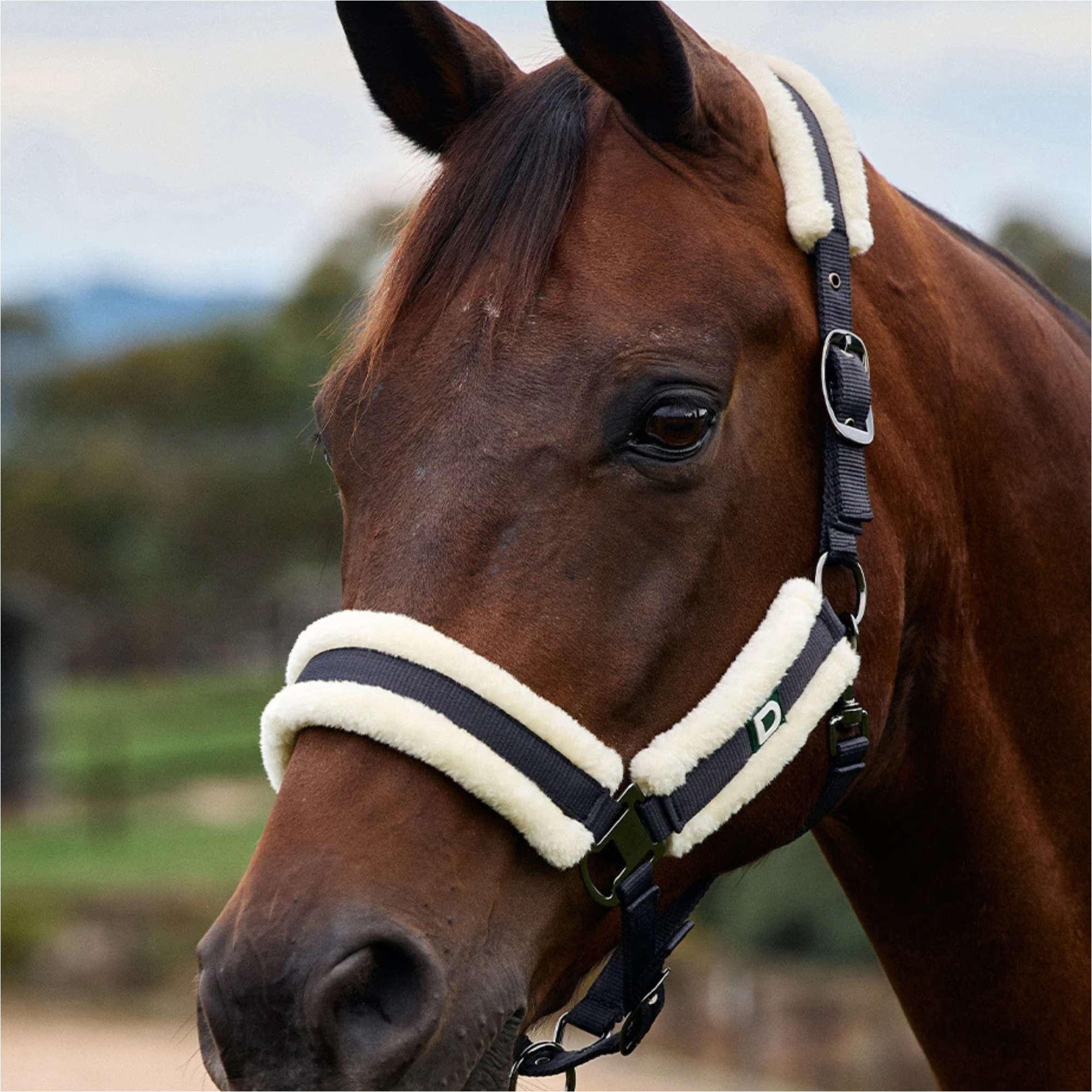 2026 Dublin Soft Fit Headcollar 1031034 - Navy